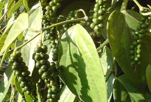 Black Pepper Farming