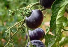 Black Tomato